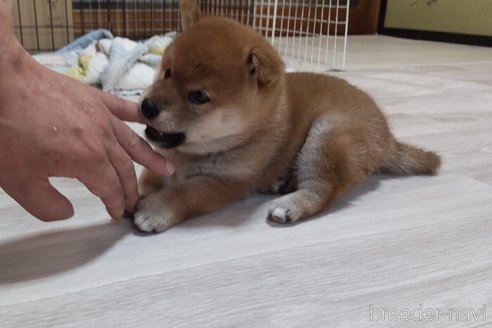 成約済の秋田県の柴犬-335156の3枚目